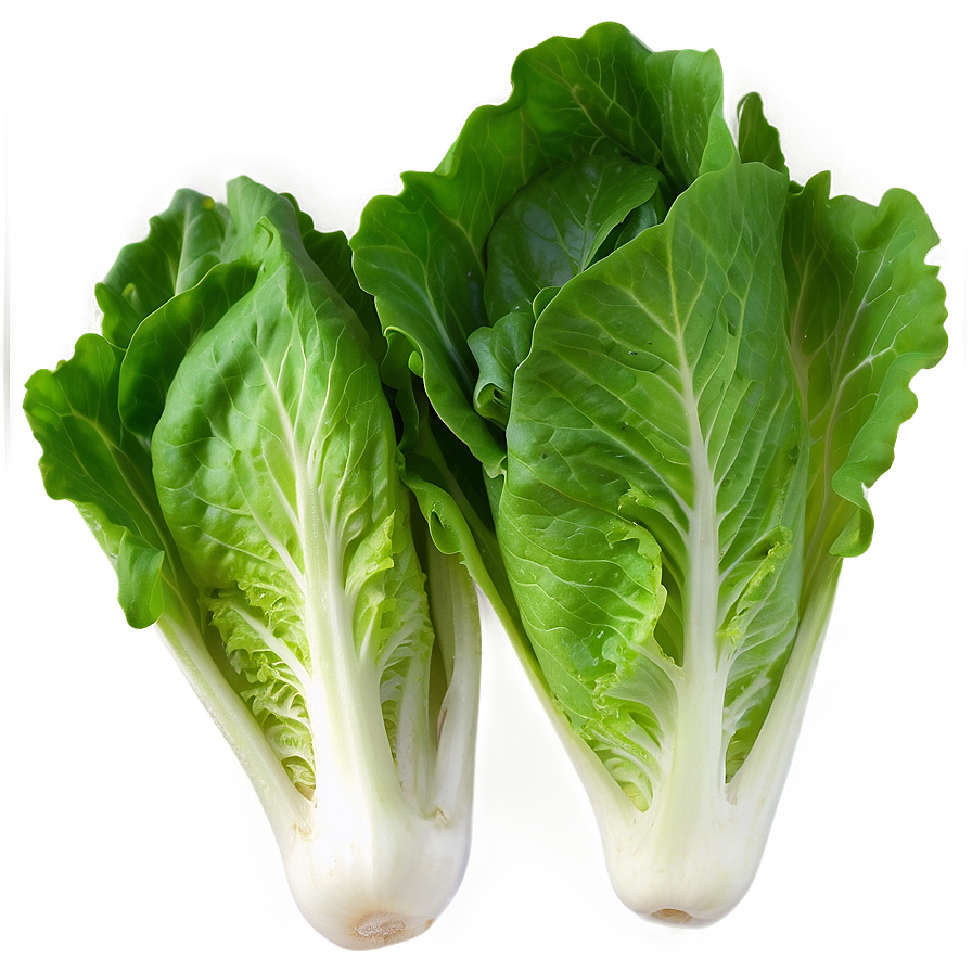 Lettuce Closeup Png Lpu28