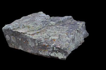 Lichen Covered Rock Isolated