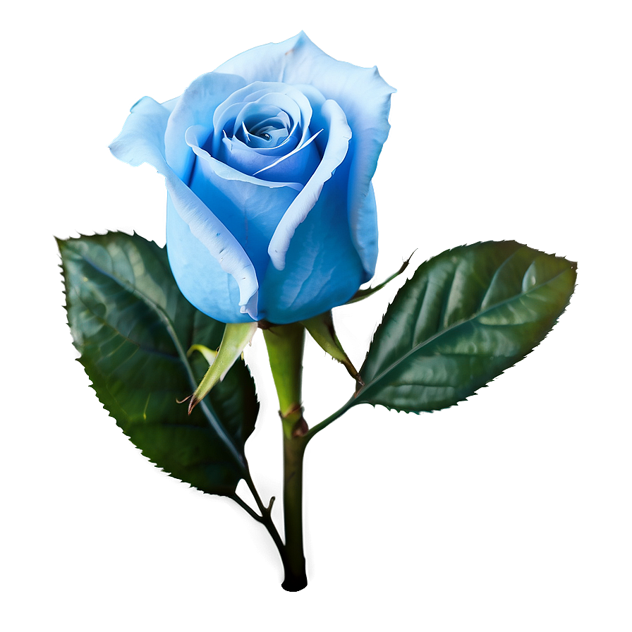 Light Blue Rose Png Tsn