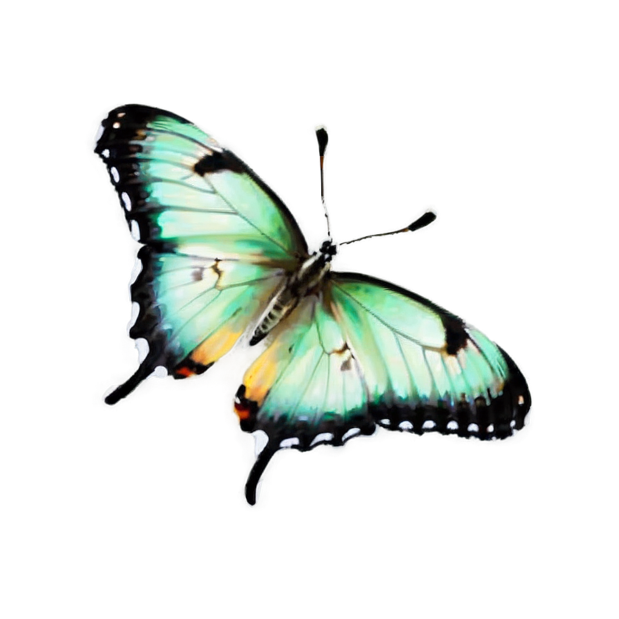 Light Green Butterfly Png 06202024