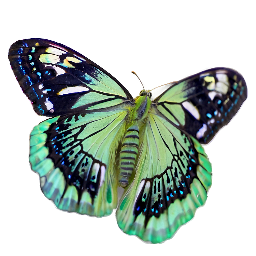 Light Green Butterfly Png 3