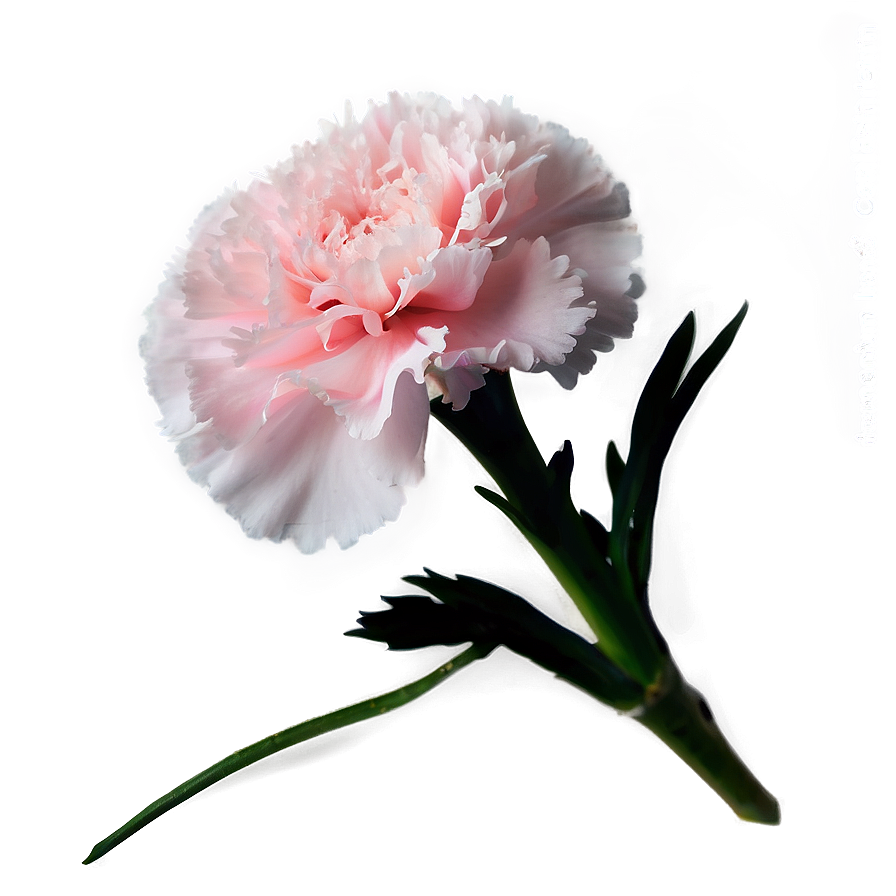 Light Pink Carnation Png 06112024