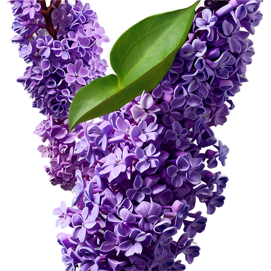 Lilac Art Png Tfc81