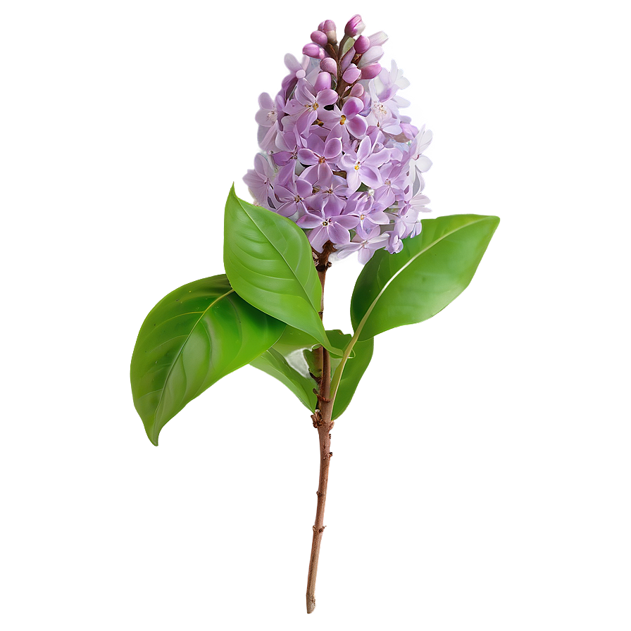 Lilac Bloom Png Jcq1