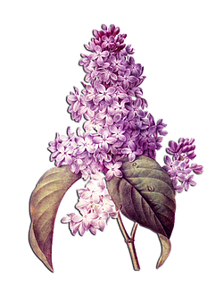 Lilac Blossoms Illustration