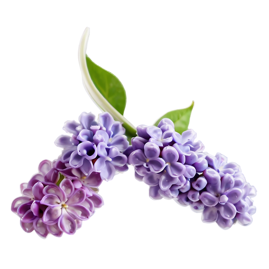 Lilac Charm Png 06122024