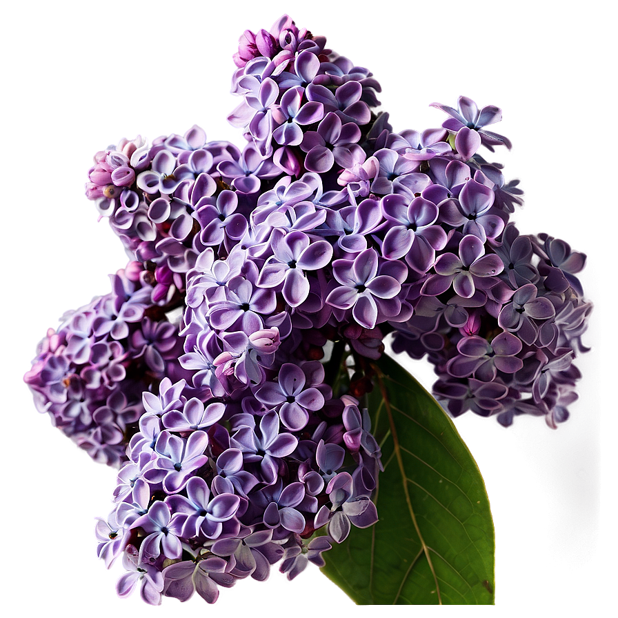 Lilac Closeup Png Cuu