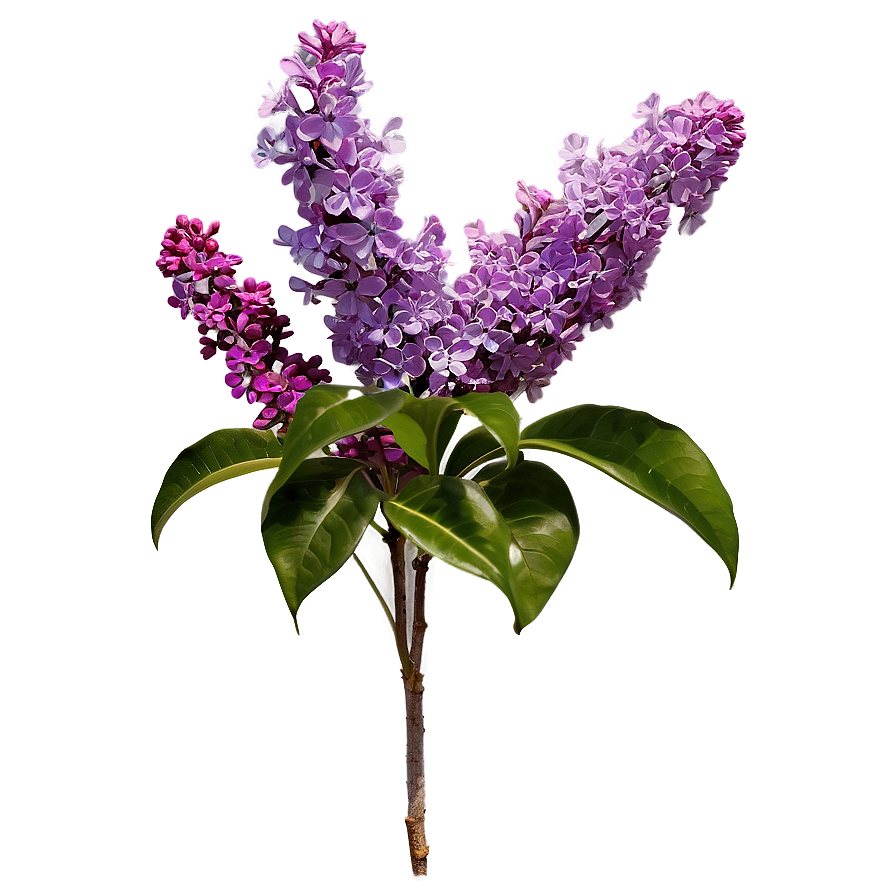 Lilac Flower Bush Png 80