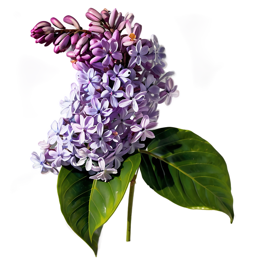 Lilac Flower Png 15