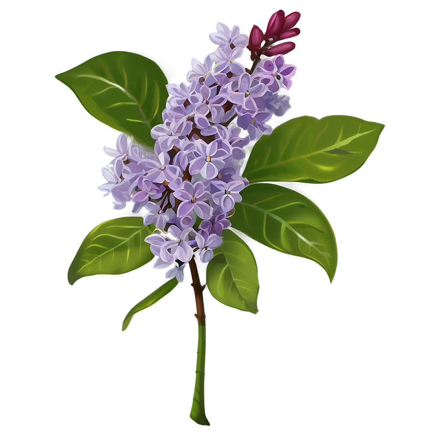 Lilac Flower Png Wkb