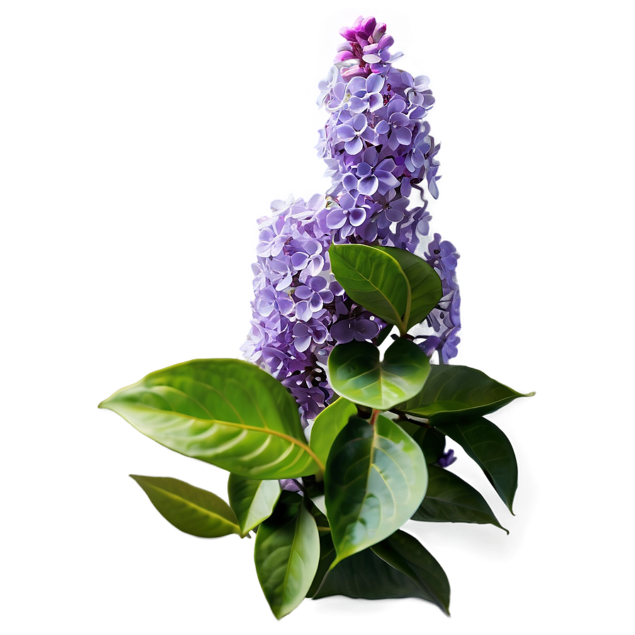 Lilac Garden Png 67