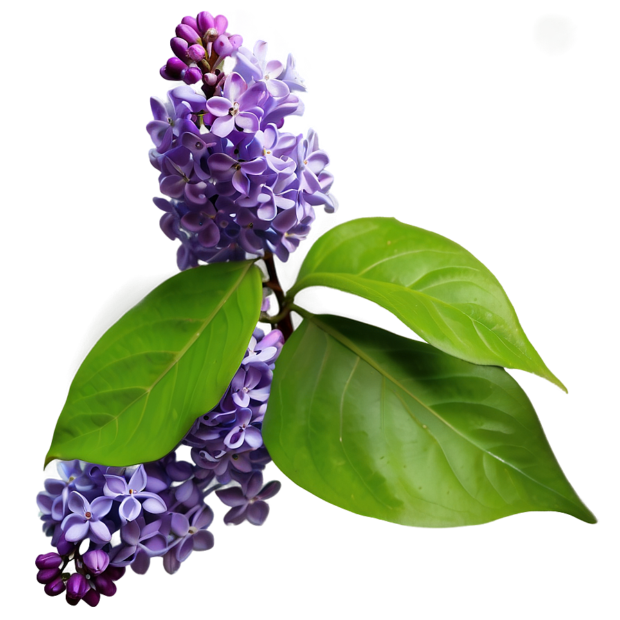 Lilac In Nature Png Aca16