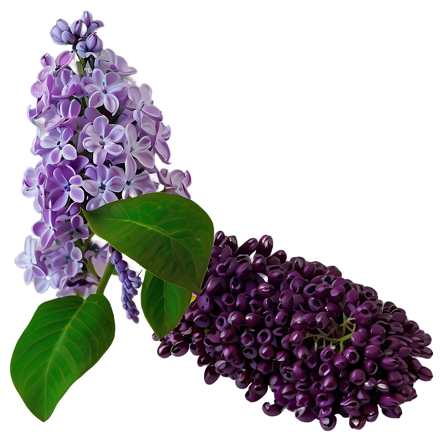 Lilac In Vase Png Tbg