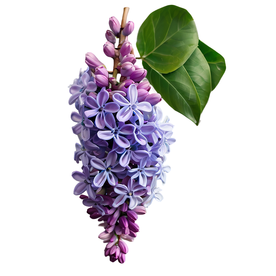 Lilac Shade Png 46