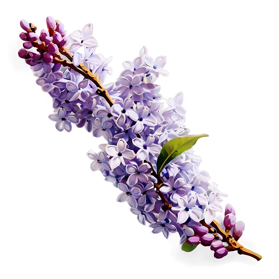 Lilac Sketch Png 06122024