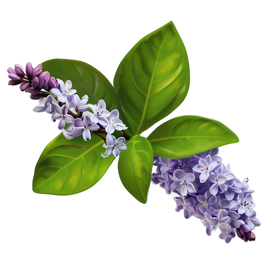 Lilac Spray Png Bof96