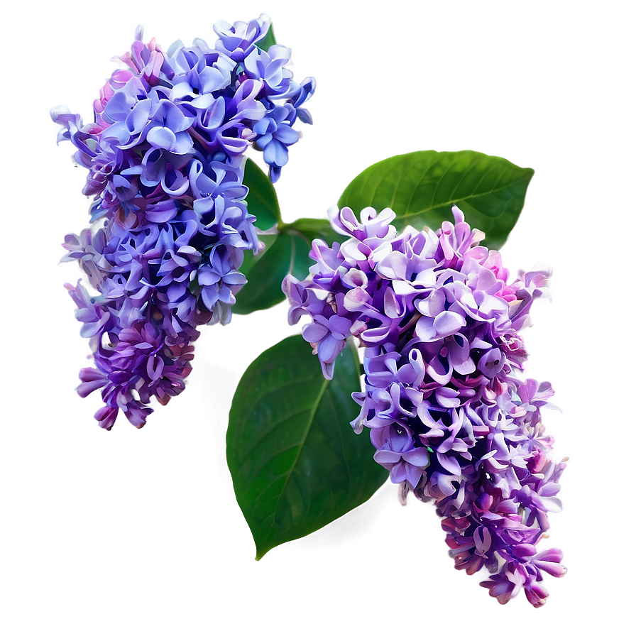 Lilac Sunset Png 38