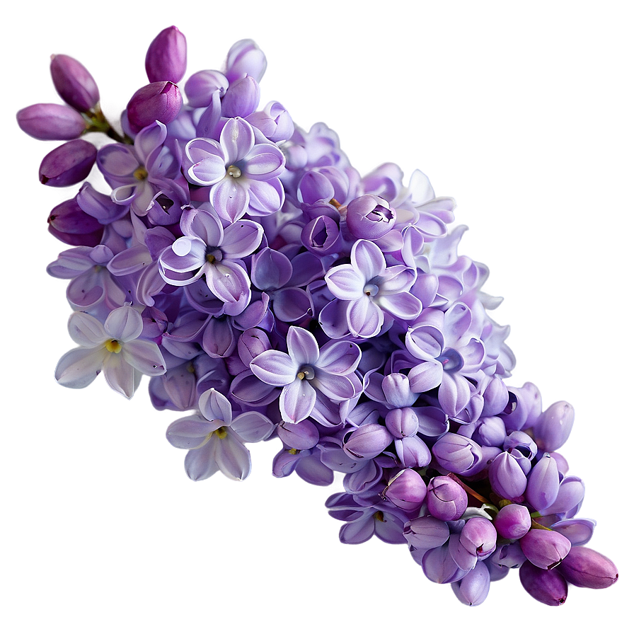 Lilac Wallpaper Png 55