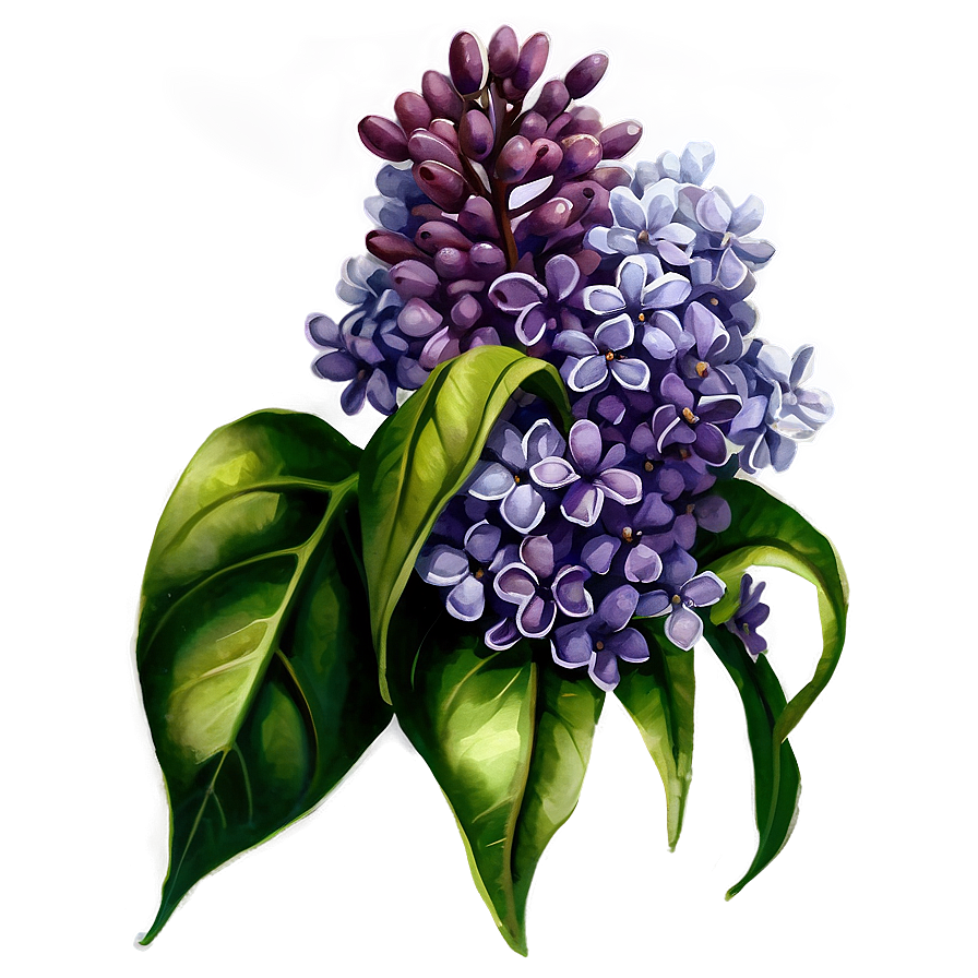 Lilac Watercolor Png Uhx20