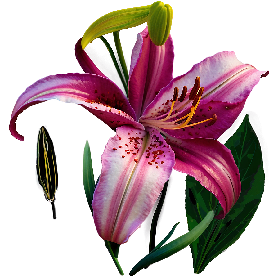 Lilies A