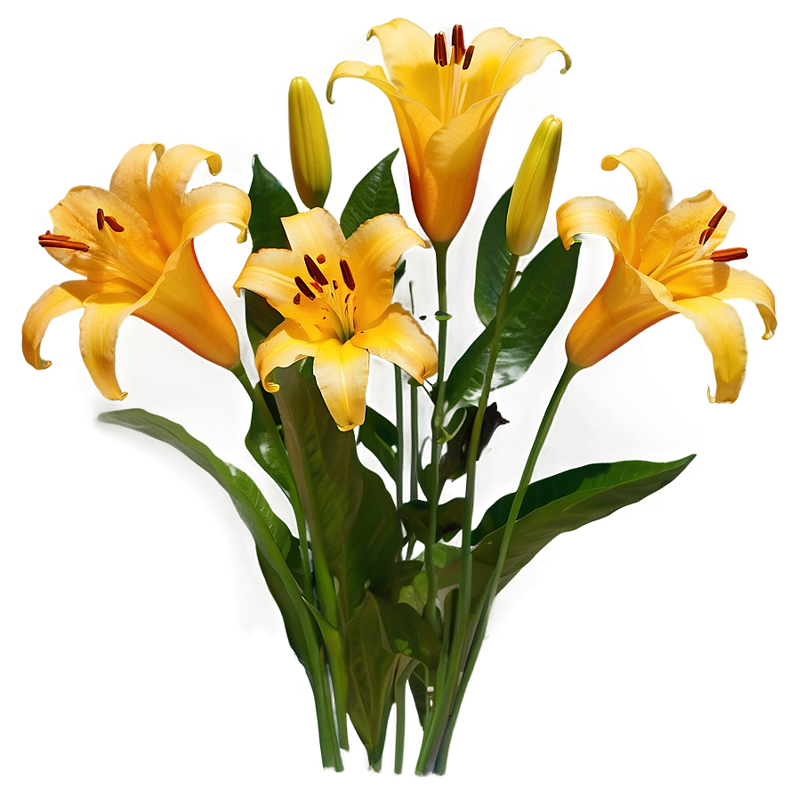 Lilies In Sunset Png 06282024