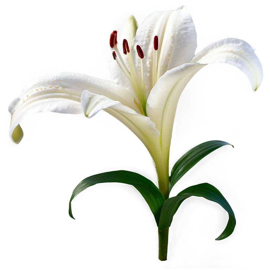 Lily Flower A