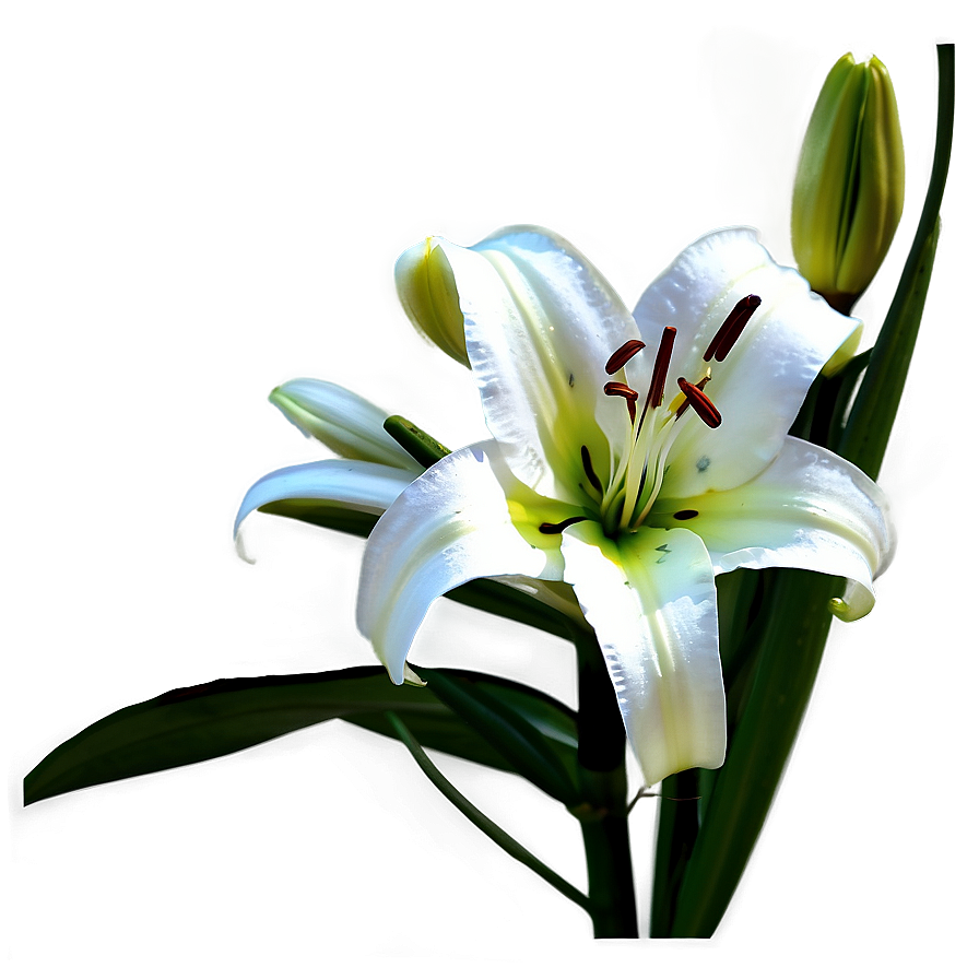 Lily Flower Art Png Jsw77