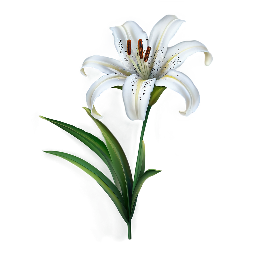 Lily Flower Clipart Png 14