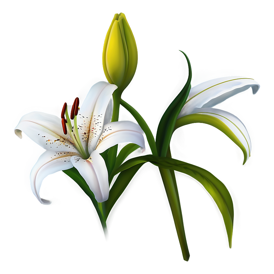 Lily Flower Clipart Png Obc58