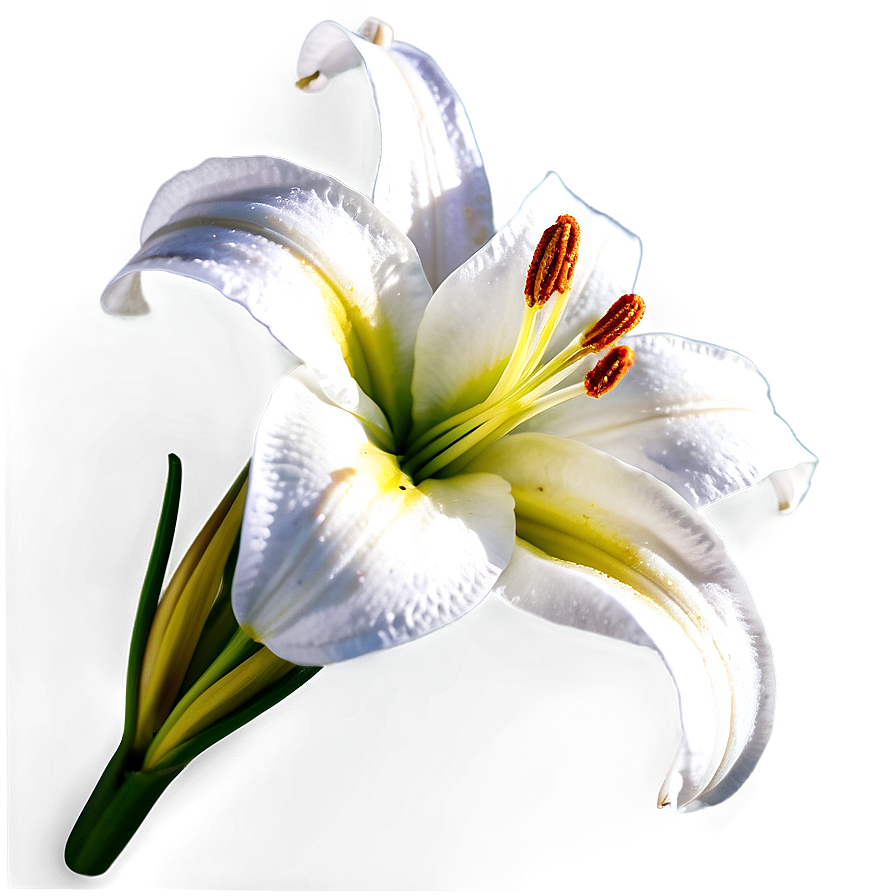 Lily Flower Close Up Png 88