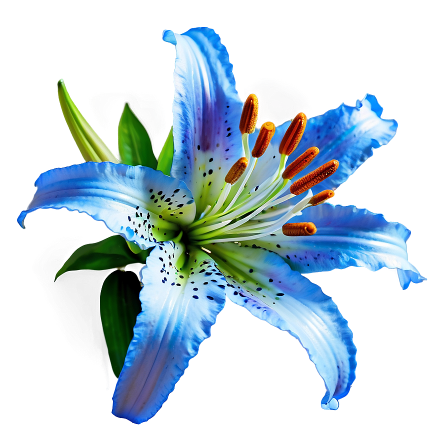 Lily Flower Close Up Png Wfe42