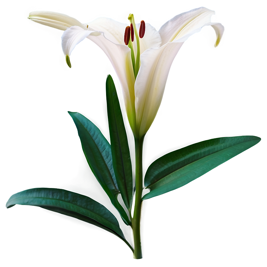 Lily Flower Close Up Png Ygu