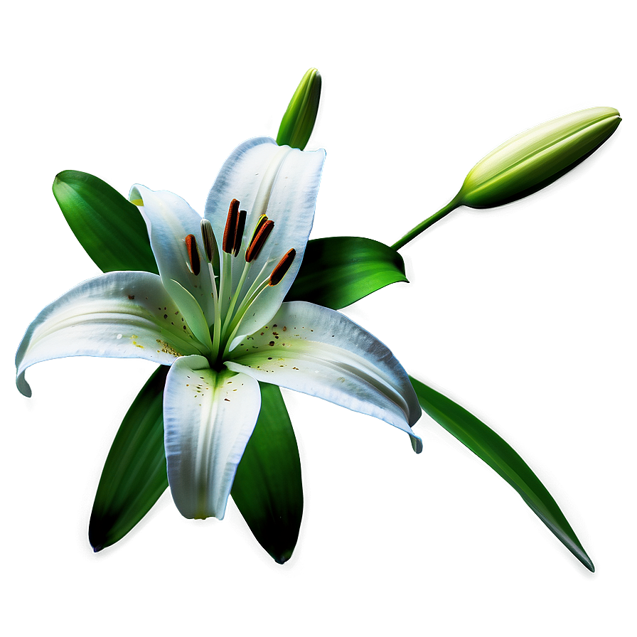 Lily Flower Emblem Png 06272024