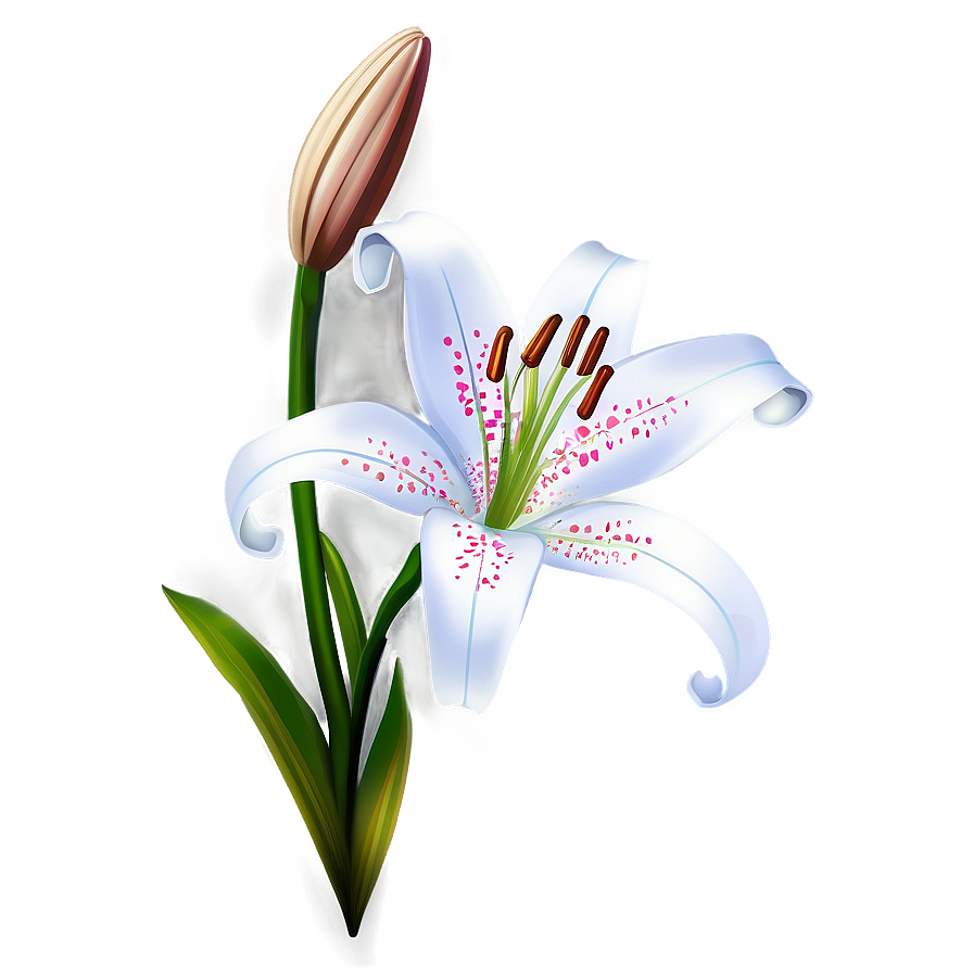 Lily Flower Illustration Png Pyi