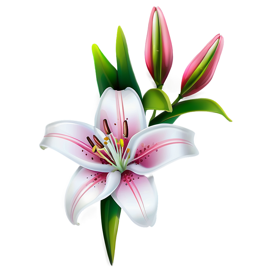 Lily Flower Illustration Png Vbb49