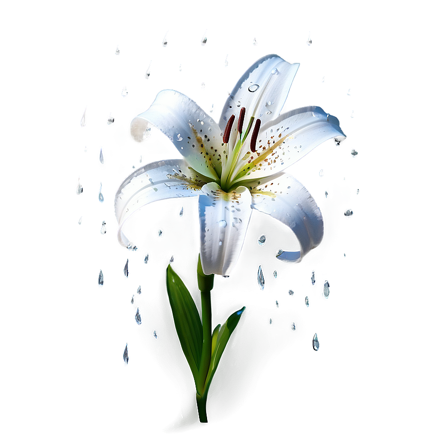 Lily Flower In Rain Png Ccv80