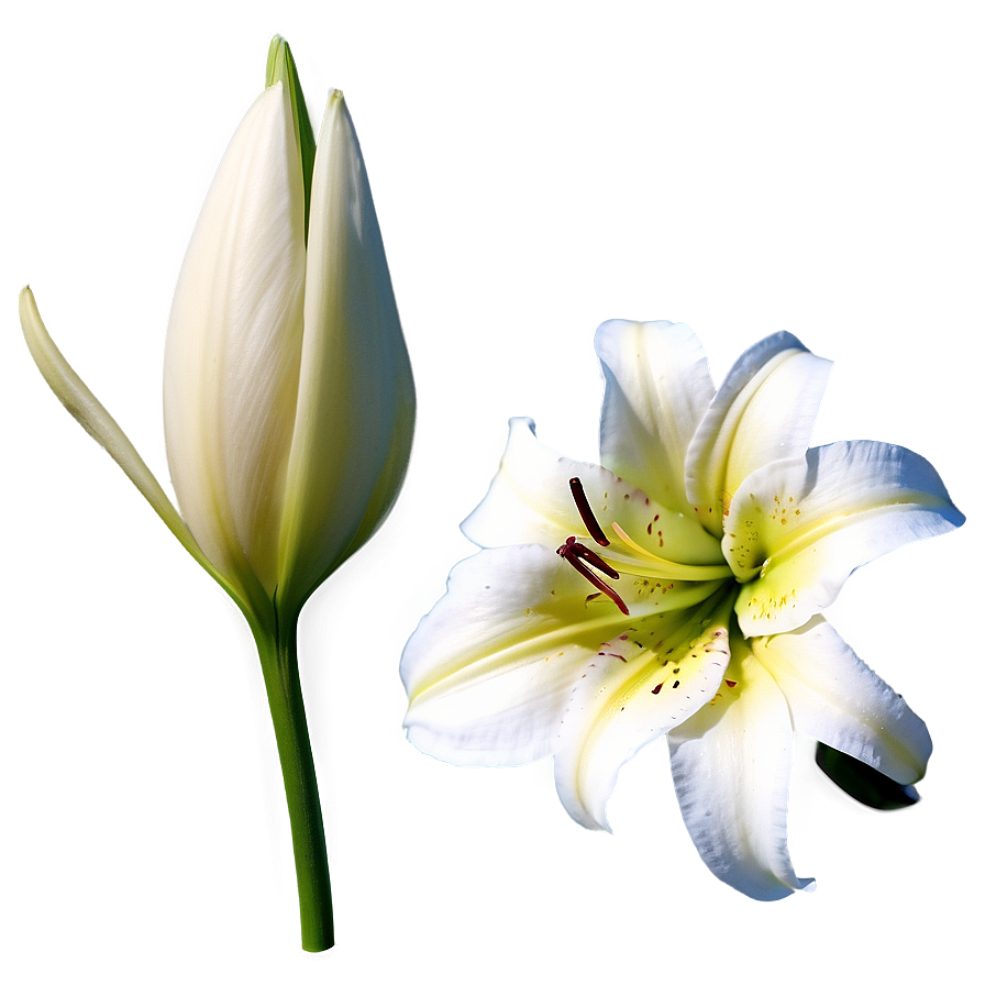 Lily Flower Outline Png Ewh51