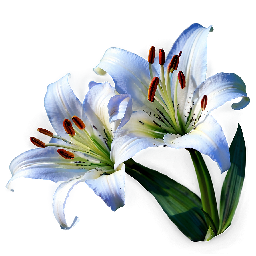 Lily Flower Png 8