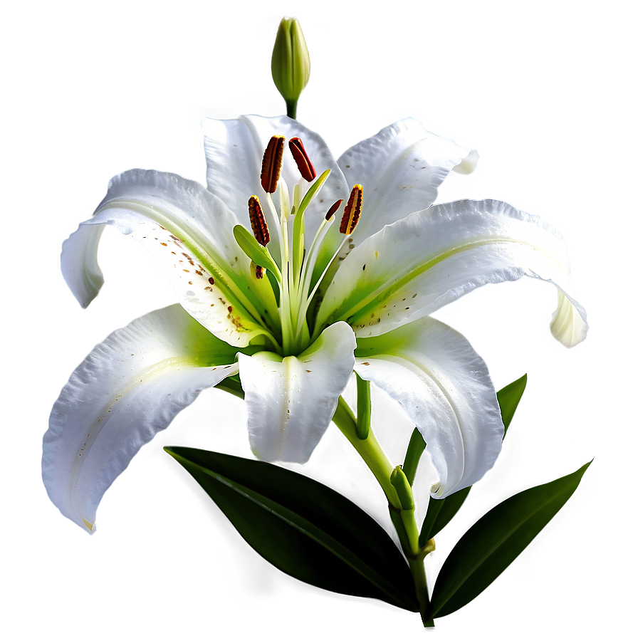 Lily Flower Png Xuo31