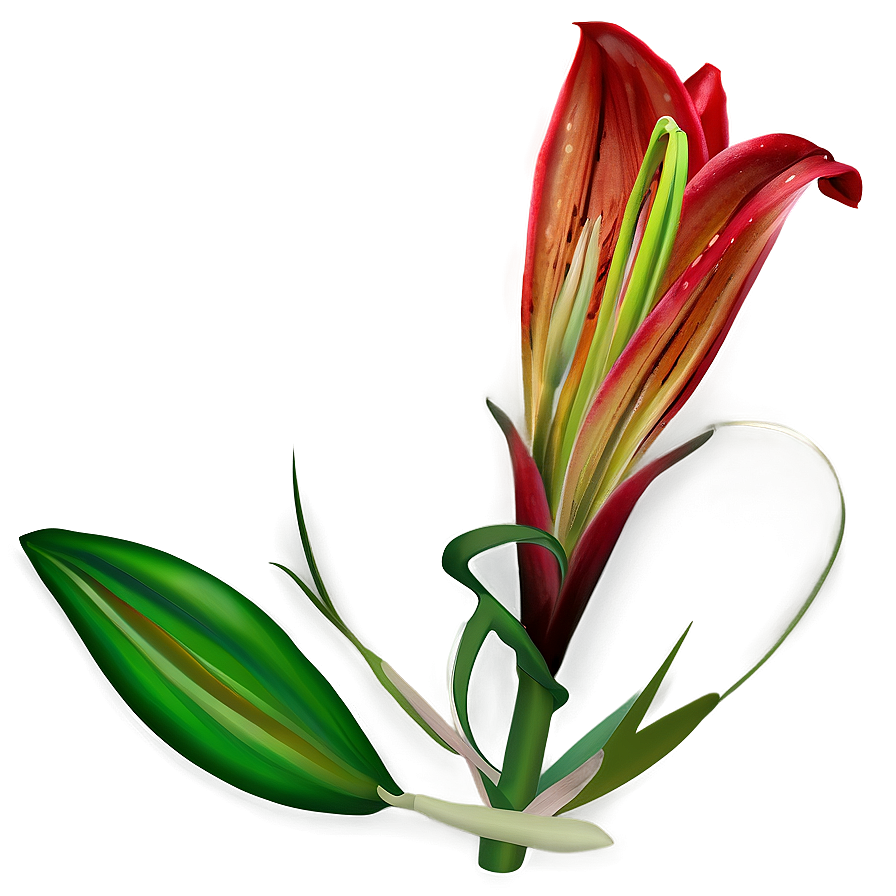 Lily Flower Seed Png 06272024