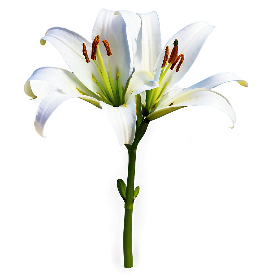 Lily Flower Sketch Png Fjj14