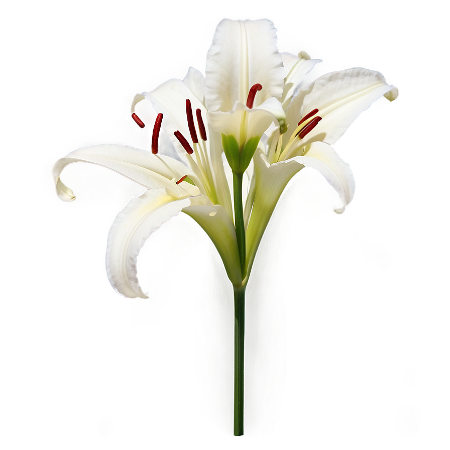 Lily Flower Stem Png 06272024