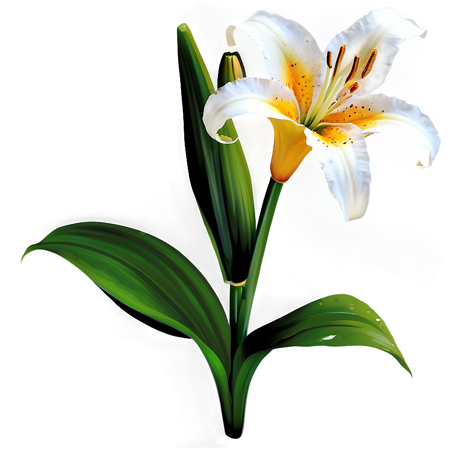 Lily Flower Transparent Png Rkm