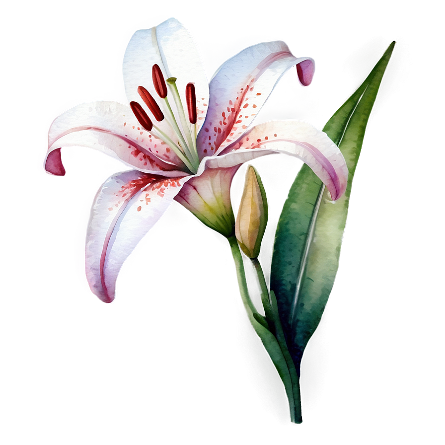 Lily Flower Watercolor Png 06272024