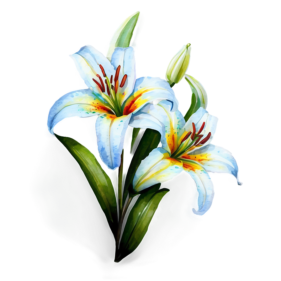 Lily Flower Watercolor Png 12