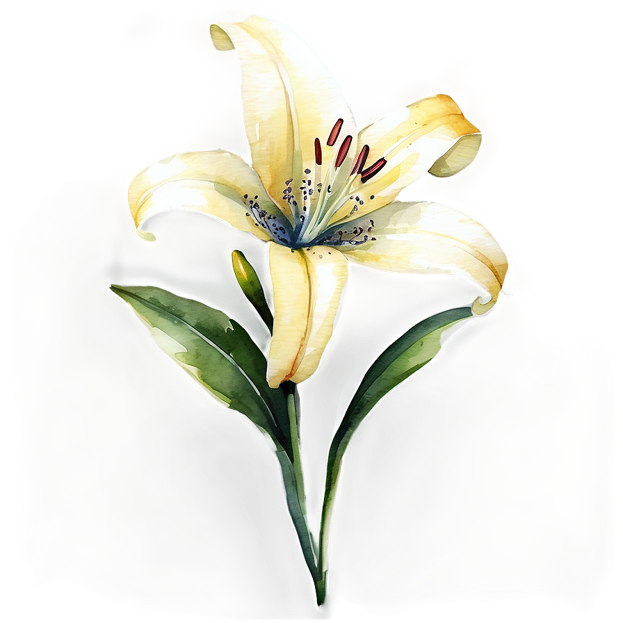 Lily Flower Watercolor Png Uph36