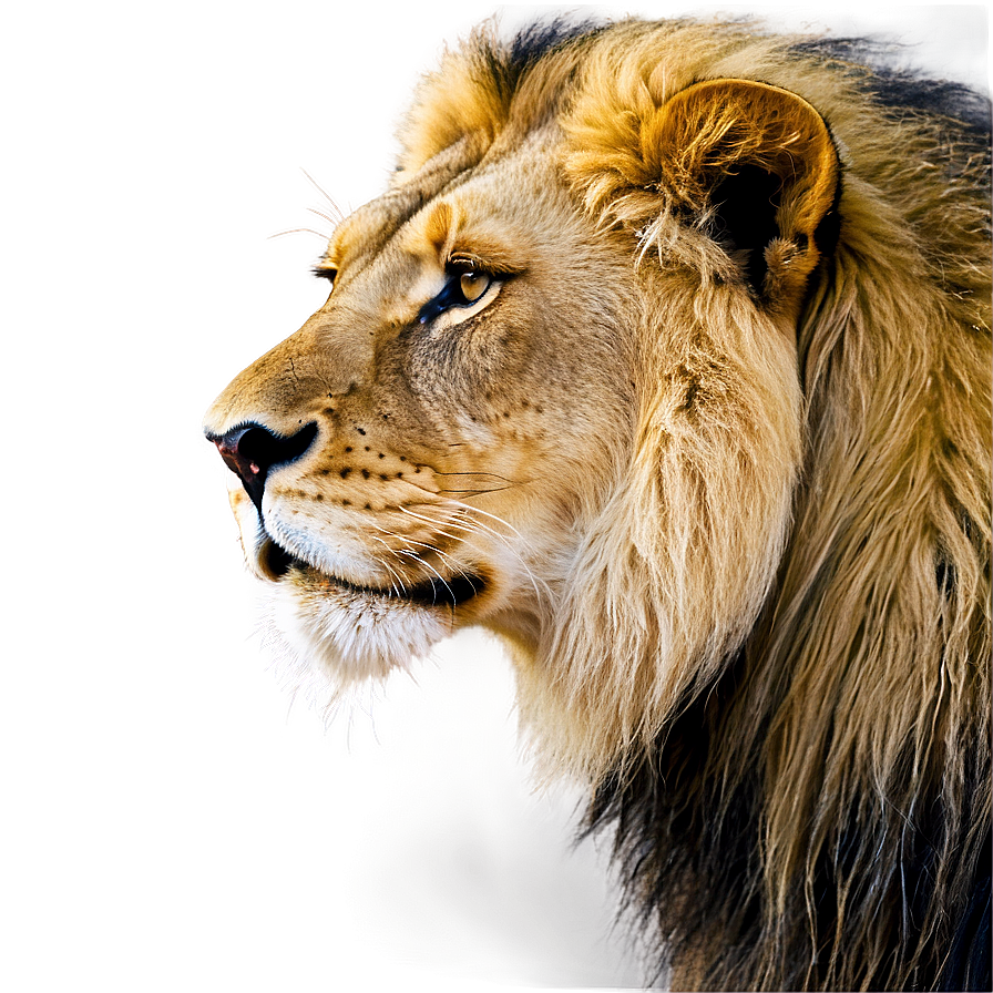 Lion Of Judah In Nature Png 06262024