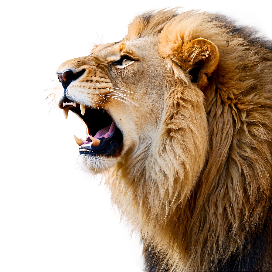 Lion Roaring Loud Png 81