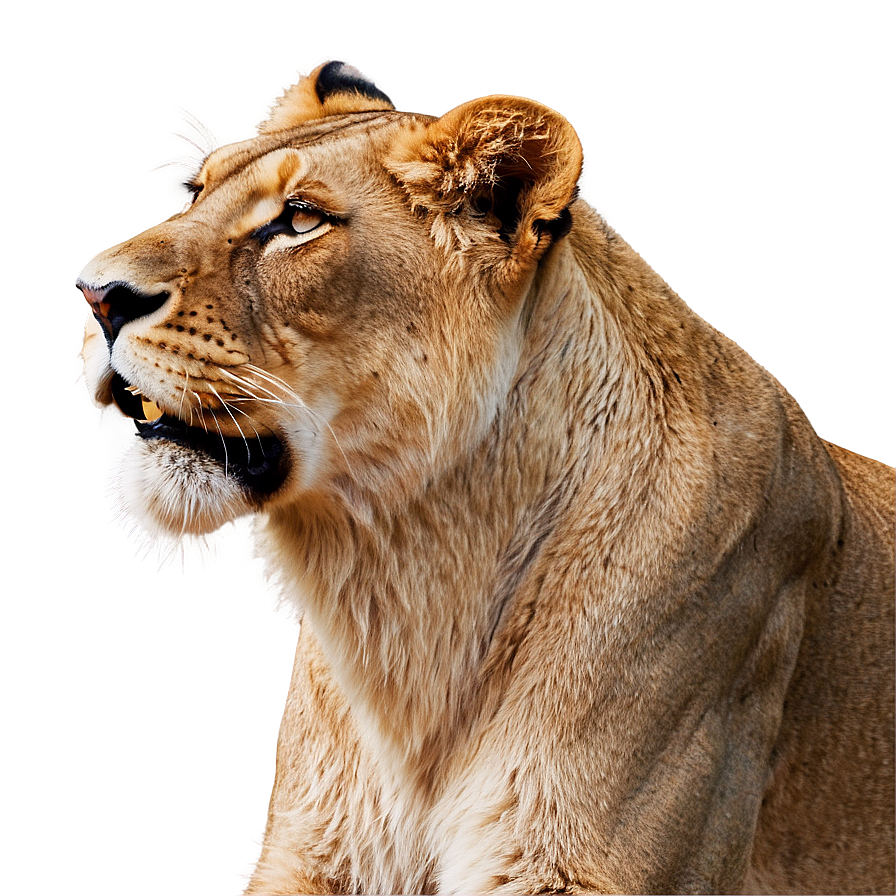 Lioness Digital Artwork Png 22