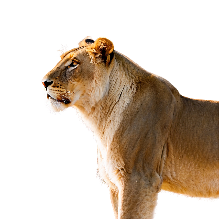 Lioness In Savannah Png 06252024